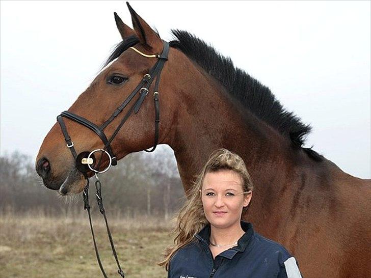 Hollandsk Varmblod Pyroet  billede 1