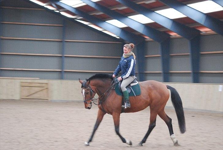 Hollandsk Varmblod Pyroet  billede 2