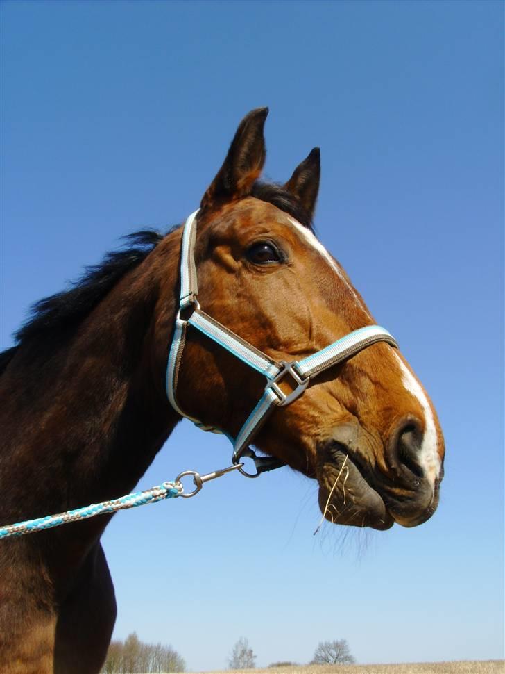 Dansk Varmblod Falkenhus's Rapsodi - 2008 billede 15