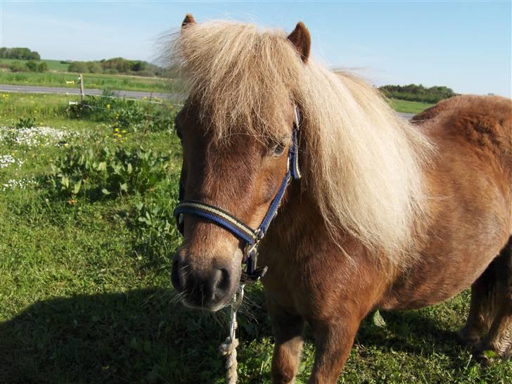 Shetlænder Stjernens miniWimsySOLGT - Er jeg ikke fin?? Har lige fået ordnet mit hår. c",) billede 15