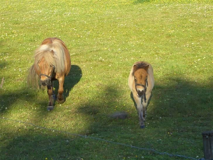 Shetlænder Stjernens miniWimsySOLGT - Mad damen kommer......... billede 18