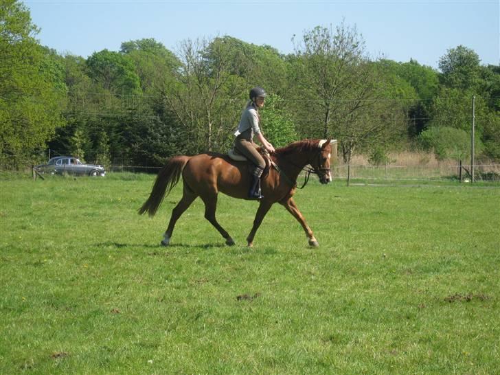 Anden særlig race Hannibal **Solgt** /: billede 15