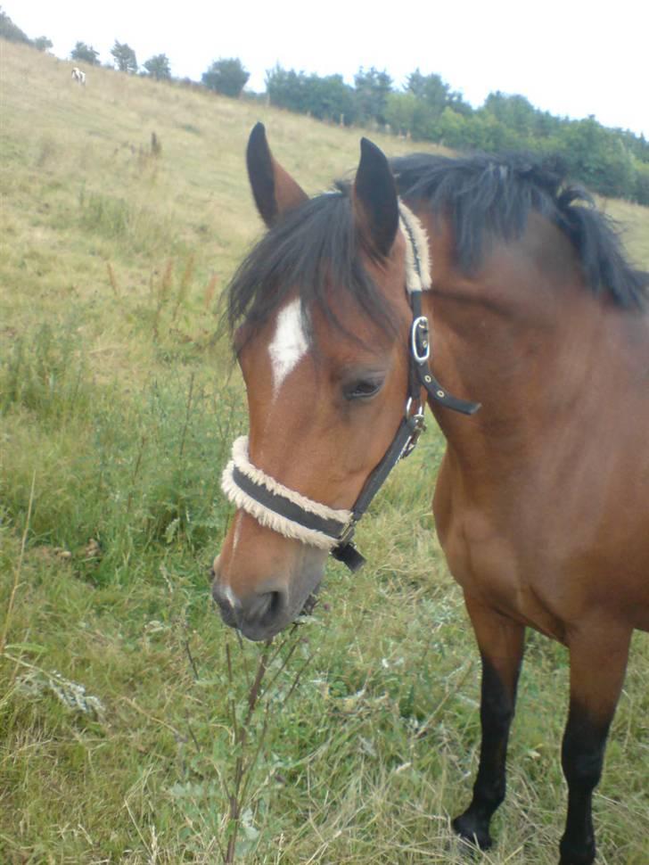 Anden særlig race Vanessa <3   - Velkommen :] billede 1