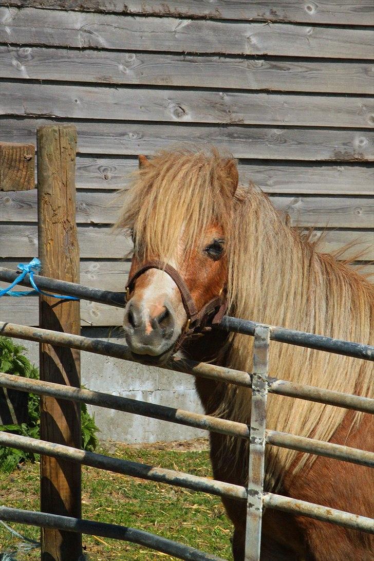 Shetlænder Totti - *1* Velkommen til, det her er Totti   ( 30 April 2011) billede 1