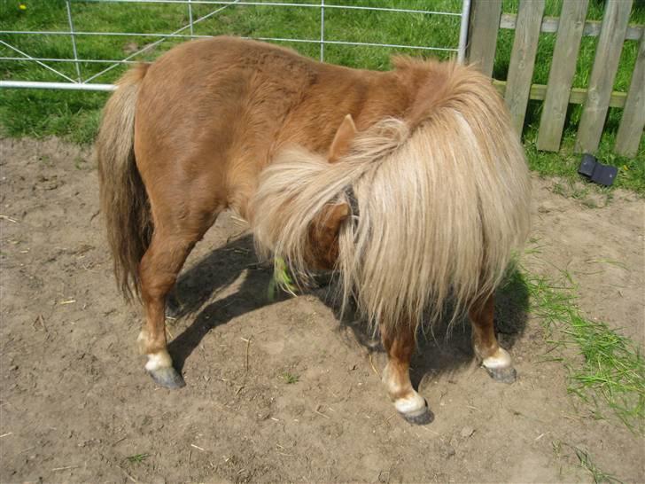 Shetlænder Totti - *2* Uhh det klør billede 2