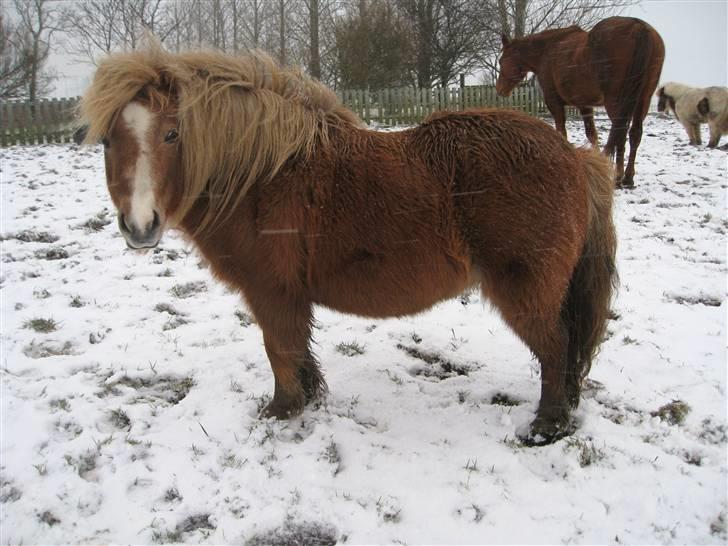 Shetlænder Totti -  *3*  Totti i sneen    09 - 02 - 2009 billede 3