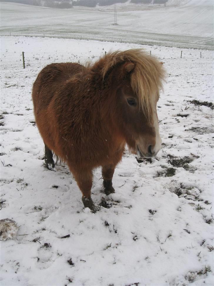 Shetlænder Totti - *4* smukke pige billede 4