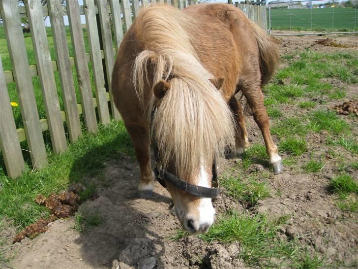 Shetlænder Totti - *5*  billede 5