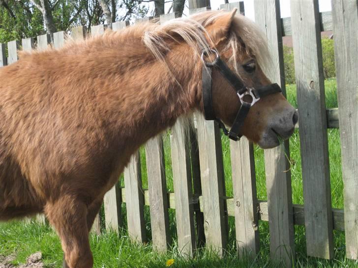 Shetlænder Totti - *6* Uhm træ lugter godt heeh billede 6