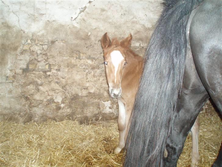 Oldenborg Sari Vestermølle,(solgt) - første billede af den lille pus billede 1