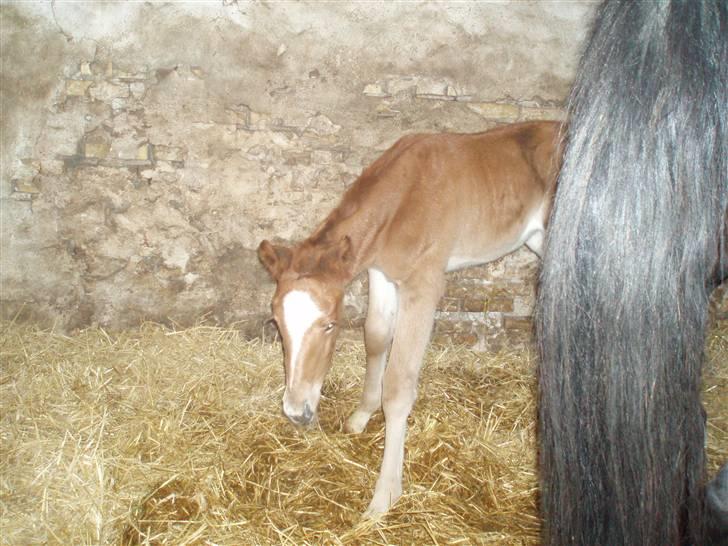 Oldenborg Sari Vestermølle,(solgt) - hvad er det for noget sjovt noget der ligger i min boks billede 2