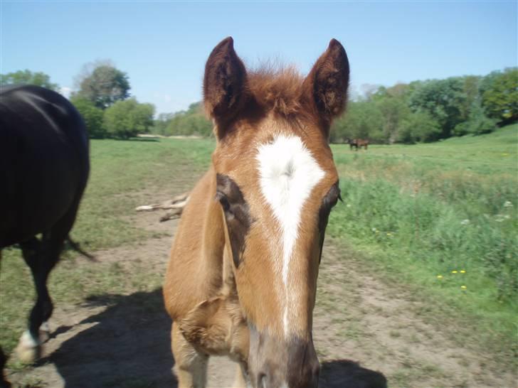 Oldenborg Sari Vestermølle,(solgt) - på marken det er så sjovt billede 3