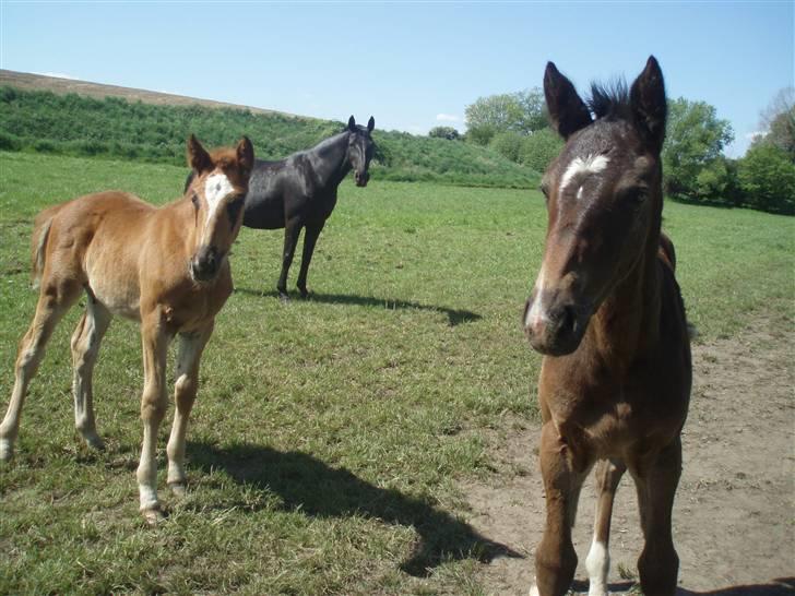Oldenborg Sari Vestermølle,(solgt) - mig og min gode ven bolette billede 4