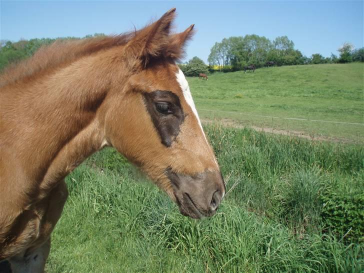 Oldenborg Sari Vestermølle,(solgt) - på marken igen... prøv og se mine små øre billede 5