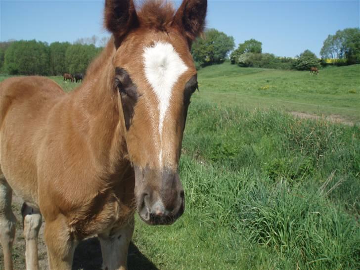 Oldenborg Sari Vestermølle,(solgt) - her kan i se mine fine blis som min store søster også har billede 6