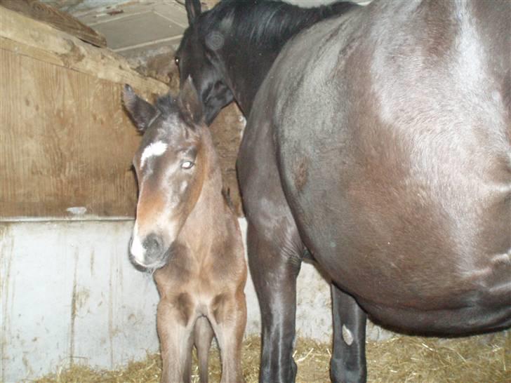 Oldenborg Bolette Vestermølle - i boksen første billede billede 1