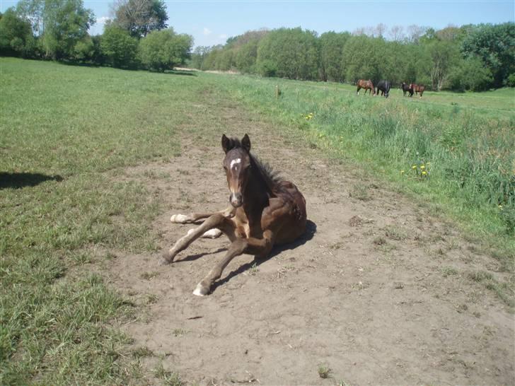 Oldenborg Bolette Vestermølle - hun ligger bare lige og slapper af billede 2