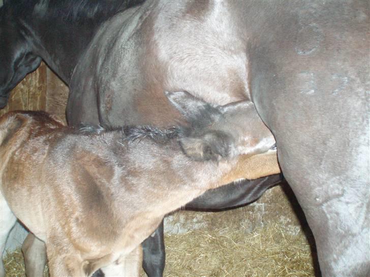 Oldenborg Bolette Vestermølle - her står hun lige og spiser billede 3