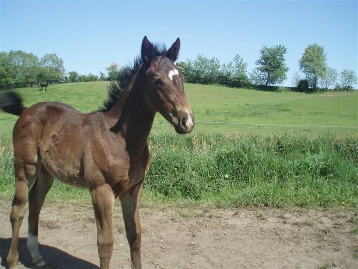 Oldenborg Bolette Vestermølle - bolette i fuld  version billede 4