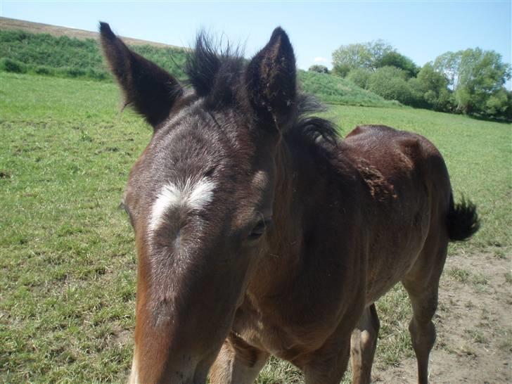 Oldenborg Bolette Vestermølle - her kan i se min fine halv måne billede 5