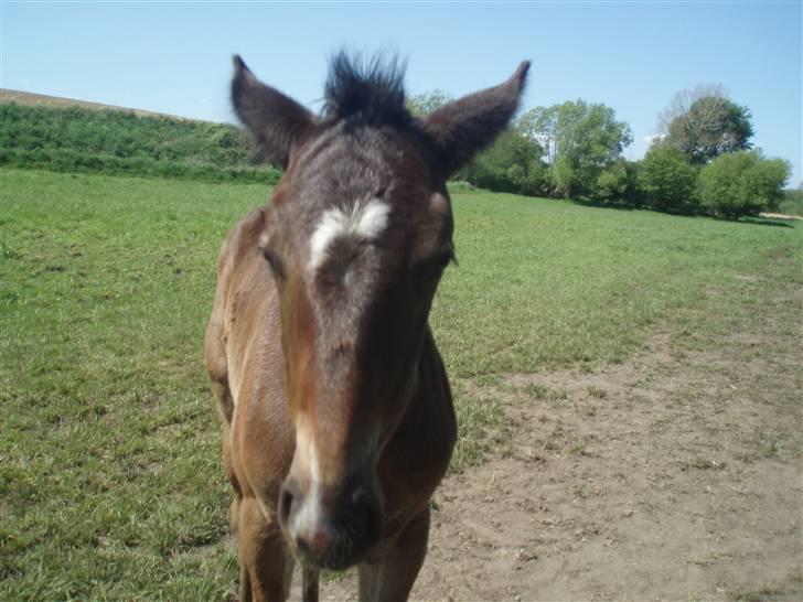 Oldenborg Bolette Vestermølle - bolette forfra hun ser lidt sur ud lige her billede 6