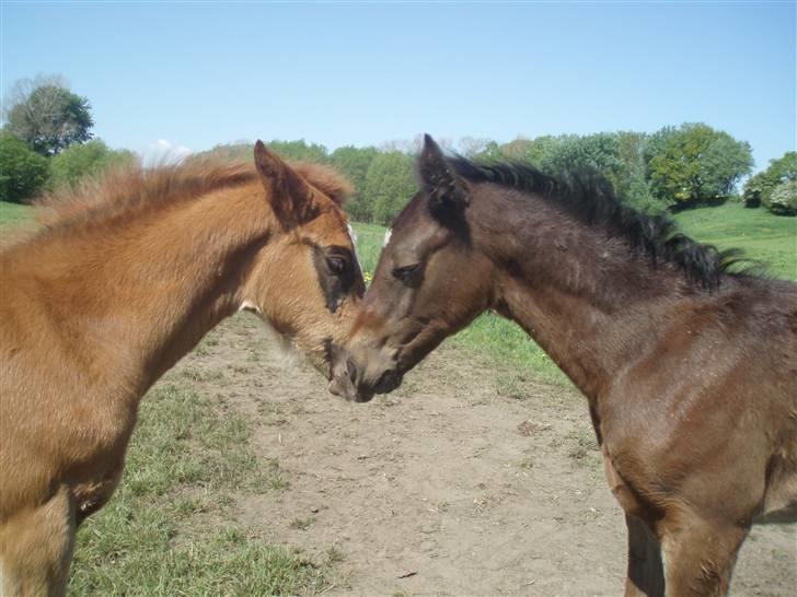 Oldenborg Bolette Vestermølle - mig og min bedste ven sari billede 7
