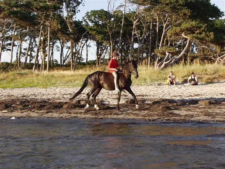 Anden særlig race Malou *Aflivet&Savnet* - Første strand, billede 5