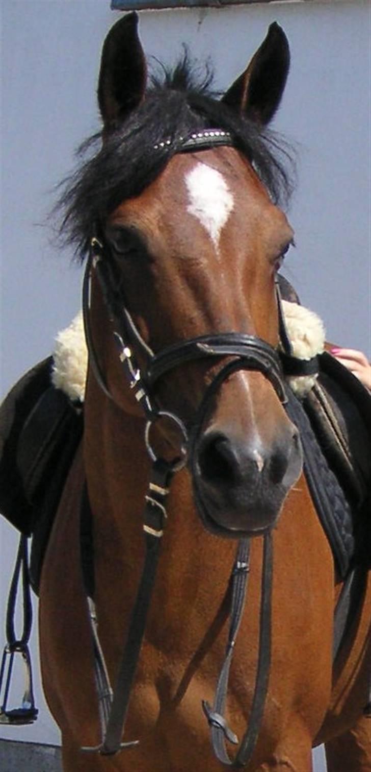 Anden særlig race Vanessa <3   - Smukke!:]<3 ringe kvalitet her s; ! billede 2