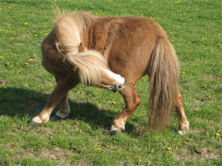 Shetlænder Totti - *8* billede 8