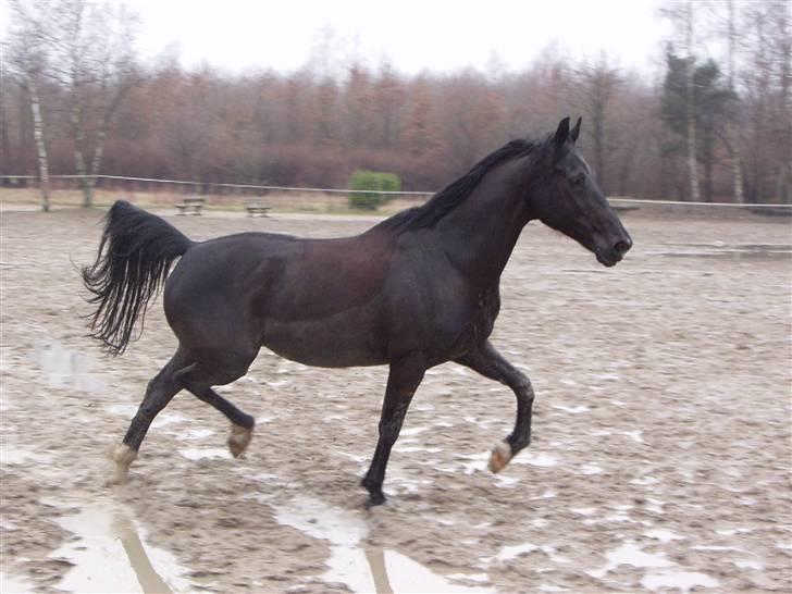 Anden særlig race Malou *Aflivet&Savnet* - Malou billede 9