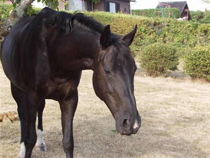 Anden særlig race Malou *Aflivet&Savnet* - smuksakken :p billede 10