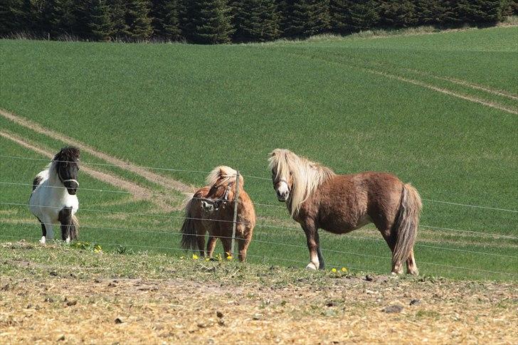 Shetlænder Totti - *9*  30 April 2011 med Beauty og Fenris i baggrunden billede 9