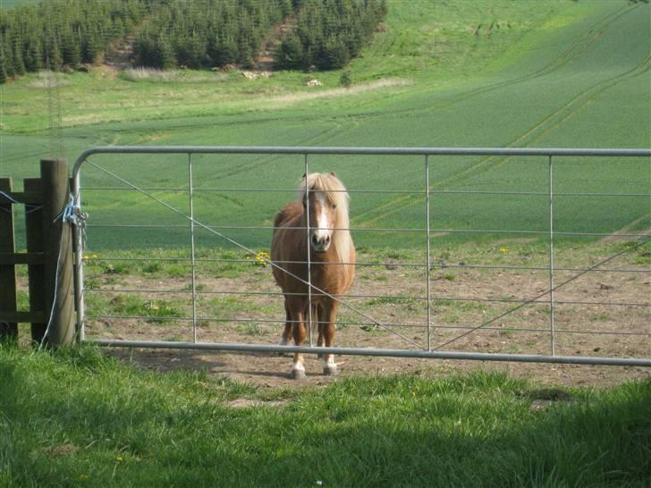 Shetlænder Totti - *10*   billede 10