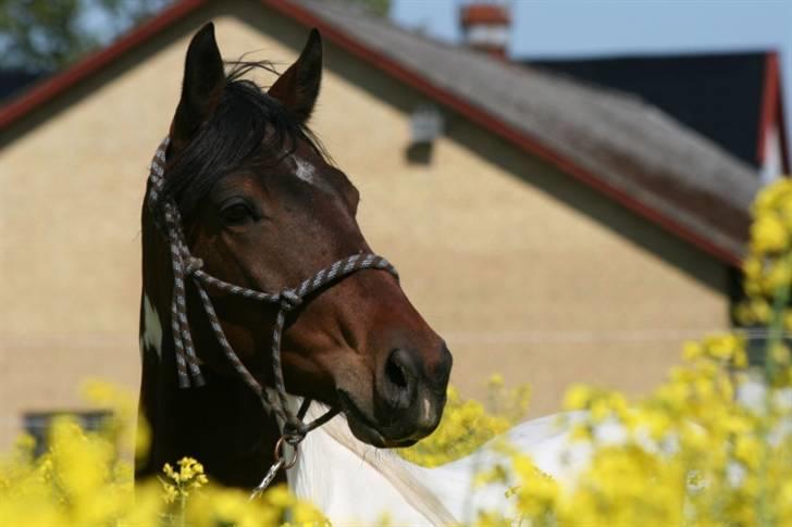 Pinto Lundhøjgårds Intermezzo billede 12