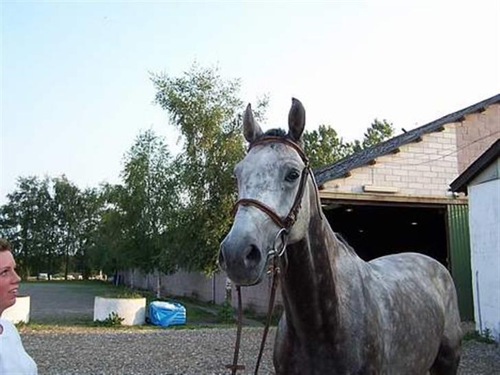 Tysk Oldenburger Cyro - Cyro ved sin gamle ejer billede 1