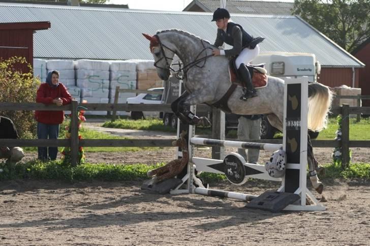 Tysk Oldenburger Cyro - Kongelunden billede 2