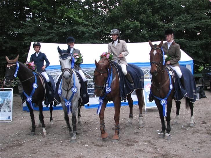 Tysk Oldenburger Cyro - Kongelunden billede 3