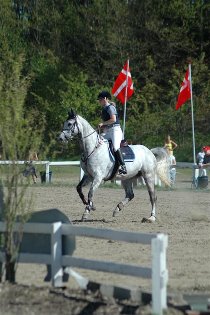 Tysk Oldenburger Cyro - Hedehusgården. LB billede 4