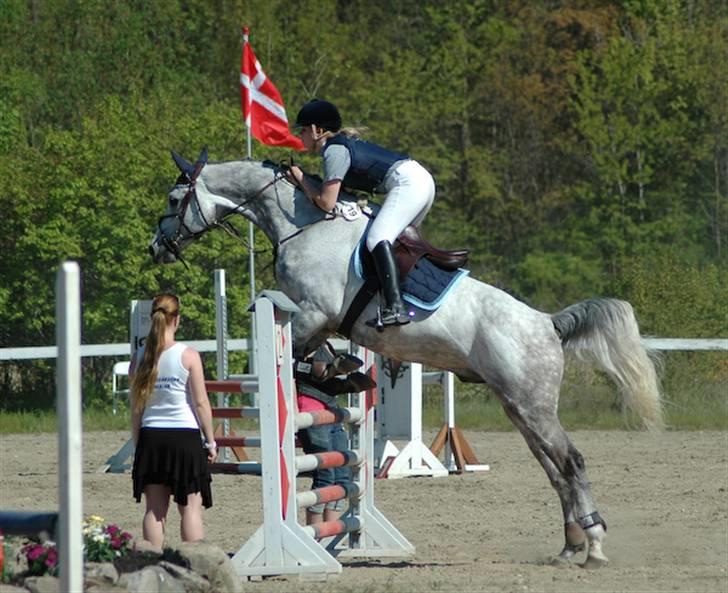 Tysk Oldenburger Cyro - Hvor springer han fint :) billede 5