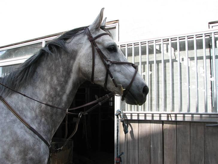 Tysk Oldenburger Cyro - LB billede 6