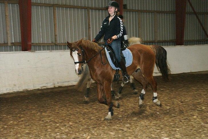 Welsh Partbred (Sec F) Liezelshof Benji - R.I.P - "You make me smile, even when i don't want to.."
Foto: Lillian Boserup. billede 8