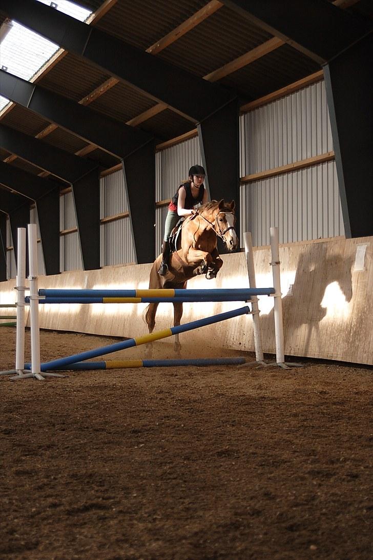 Welsh Partbred (Sec F) Liezelshof Benji - R.I.P - "I går var historie, i morgen er fremtid, men i dag er en gave, så ræk ud og tag imod den." billede 10