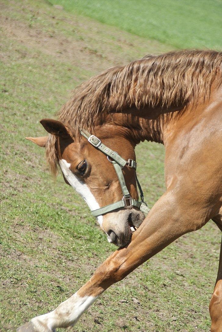 Welsh Partbred (Sec F) Liezelshof Benji - R.I.P - 
"The essential joy of being with horses is that it brings us in contact with the rare elements of grace, beauty, spirit, and fire."
Foto: Mig. billede 12