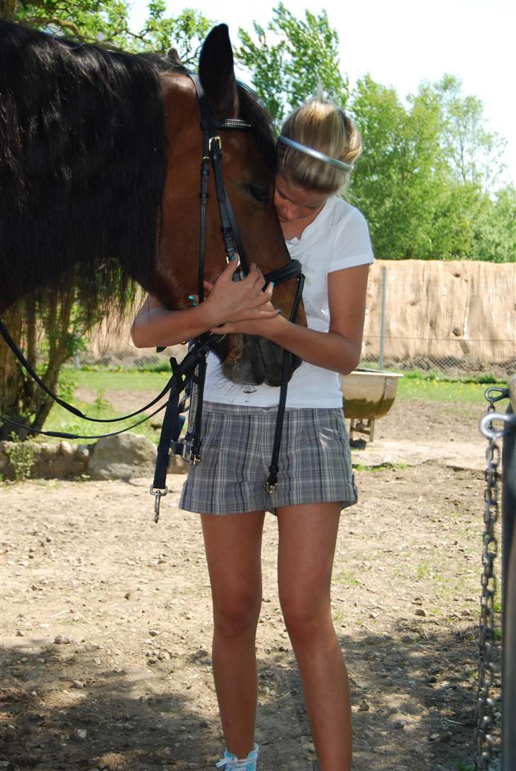 Nordsvensk Skovhest Kingo (Himmelhest) - *Den dejligste* billede 13