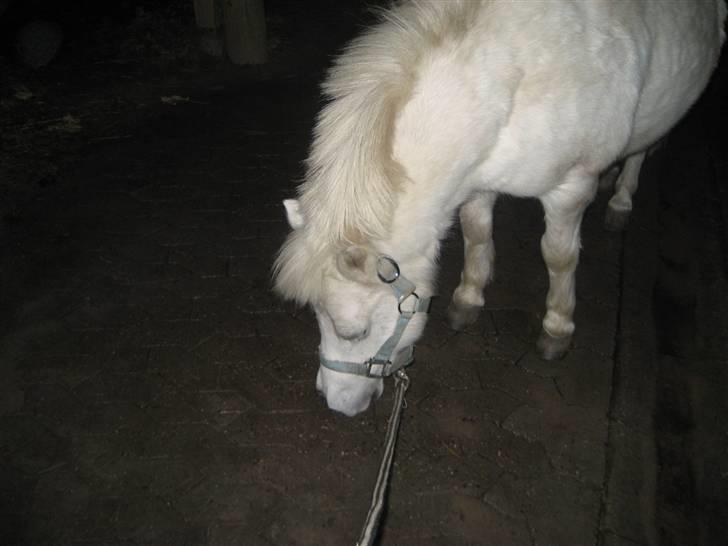 Shetlænder gnisten føste pony!  :D - nuuuurh ! billede 5