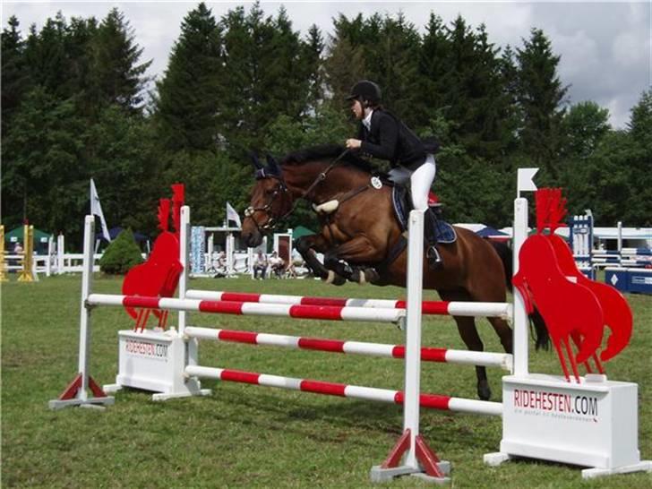 Hollandsk Varmblod Twister  *SOLGT* - #15 billede 14