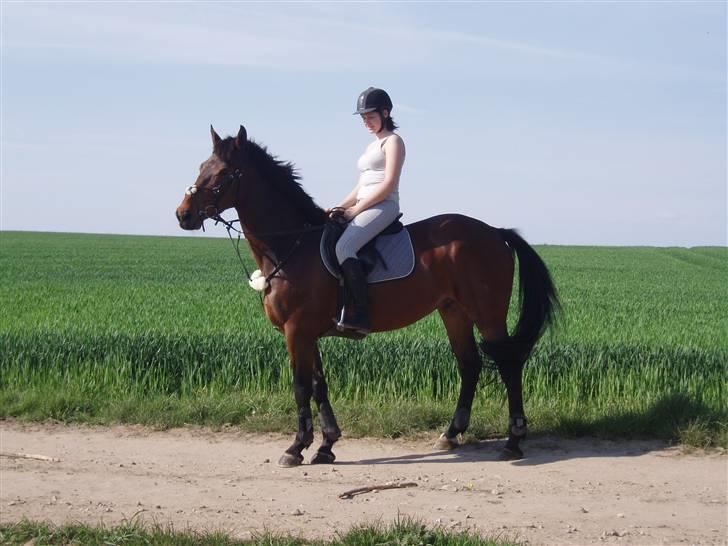 Hollandsk Varmblod Twister  *SOLGT* - #18 billede 17