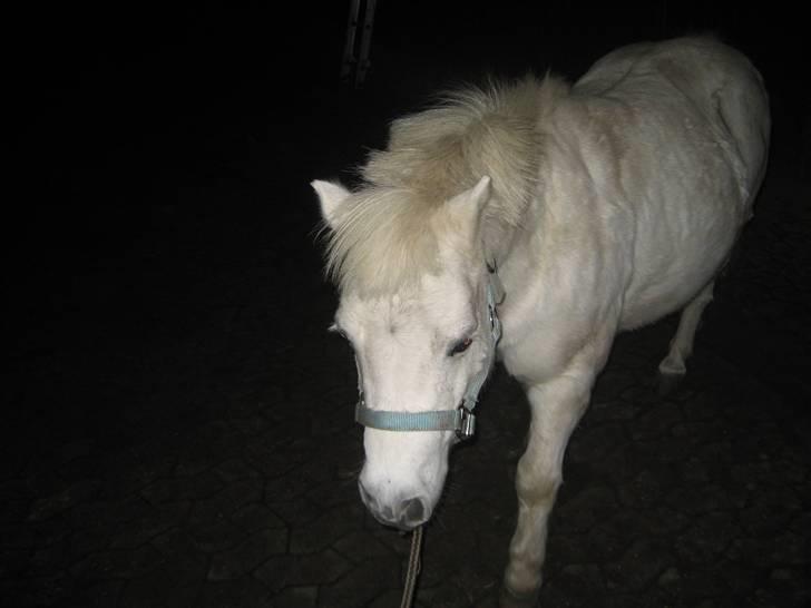 Shetlænder gnisten føste pony!  :D - uhhh , vi er lidt træt ! billede 6