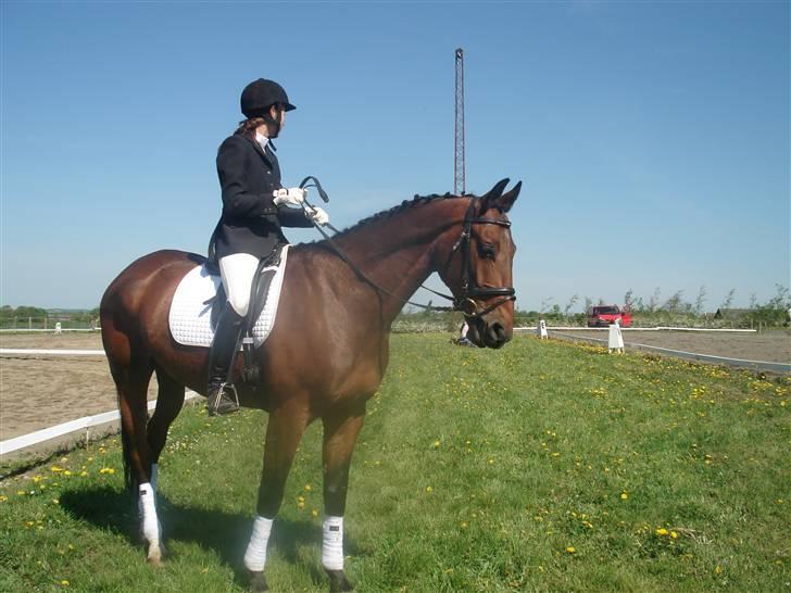 Dansk Varmblod Poseidon - stævne thorsø billede 12