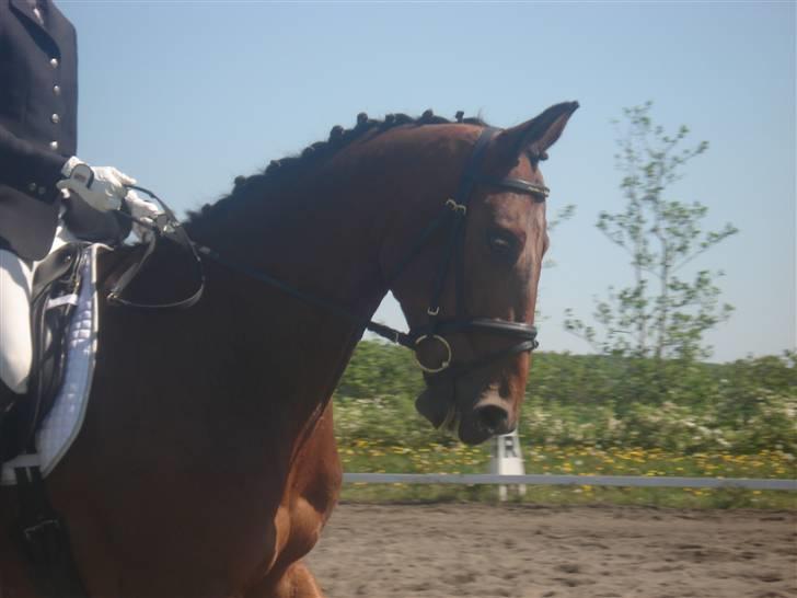 Dansk Varmblod Poseidon - galopp billede 13